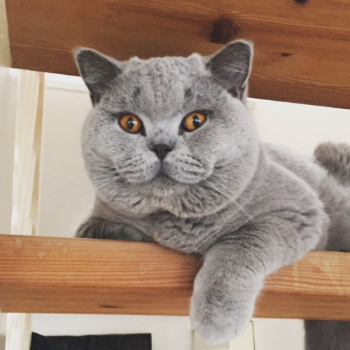 Diego vom Werreatalstern - magelig kat på trappe