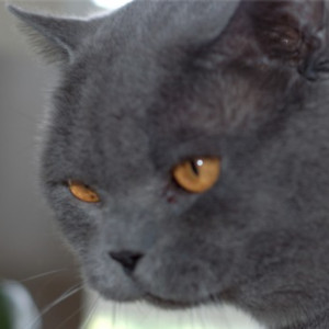 British Shorthair katte har ofte flotte orange øjne.