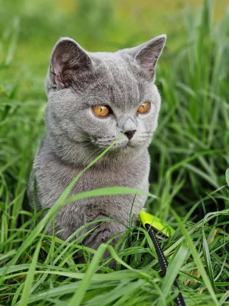 Kat siddende i græs